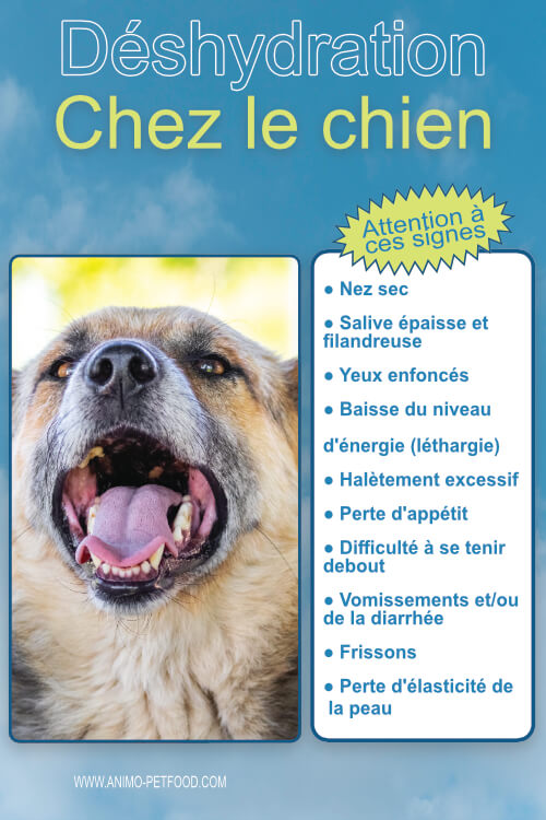 Mon chien est-il déshydraté